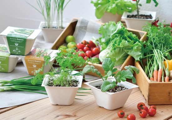 エコ容器（バガス）で野菜を育てる栽培セット